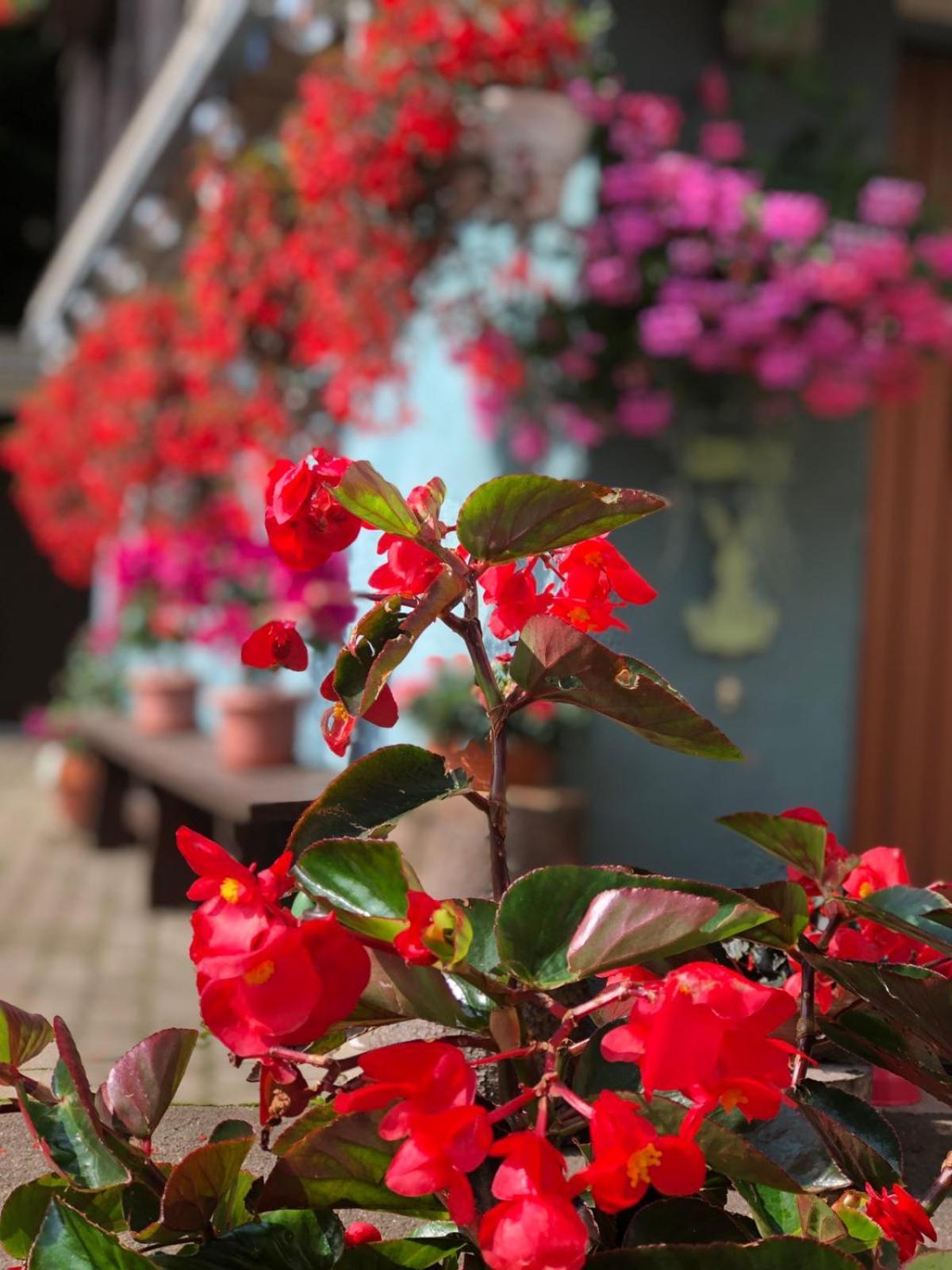 Bed and Breakfast Haus-Erzberg Vordernberg Exteriér fotografie